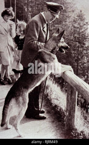 Blondi (1941 - 1945) était berger allemand d'Adolf Hitler, un cadeau comme un chiot, de Martin Bormann en 1941. Blondi séjourné avec Hitler même après son déménagement dans le Führerbunker situé sous le jardin de la Chancellerie du Reich le 16 janvier 1945. Selon Albert Speer, Hitler Blondi tué parce qu'il craignait que les Russes et la torturer après sa conquête du bunker. Banque D'Images