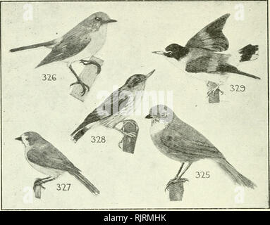 . Un livre d'oiseaux : un livre de poche pour une utilisation sur le terrain. Les oiseaux -- Identification de l'Australie. AX 152 oiseaux australiens livre.. Whistler, Olive 325, P. olivacea Olivaceous Thickhead, N.S.W., C., T., basse Saint-Jean Est. Stat.. r 8 gommages humides brun olive ; tête gris sombre ; gorge brun marqué blanchâtre ; faible bande grise sur la poitrine ; sous-brun rougeâtre ; f., aucune bande sur la poitrine. Les insectes. "Liquid, sifflement note." 6*326 paruline jaune, Shrike-Robin Robin (e), 8 serin des Canaries (e), Eopsaltria australis. N.S.W., C. Stat. c. 5.3 bois gris sombre ; la queue de base jaune-olive grisâtre ; gorge blanc- und ; Banque D'Images