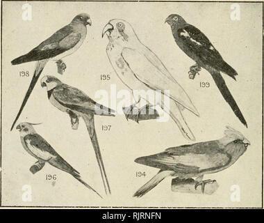 . Un livre d'oiseaux : un livre de poche pour une utilisation sur le terrain. Les oiseaux -- Identification de l'Australie. 92 UN CROCHET D'OISEAUX.. 194*Rose-breasted cacatoès cacatoès Rosalbin, Willie-willock, Wil- lock, G. roseicapilla. A., T. (ACE). Nom. les grands troupeaux, c. 14 des plaines ; gris supérieur sous deep rose rose ; chef pinky-blanc ; "la deuxième plus belle de cacatoès" ; f., sim. Les graines, le sel-bush. Avec sa puissante loi de l'alimentation des larves d'insectes. C'est une ressource d'économie forestière l'oiseau. Le Cacatoès Noir Brillant ou Leach est nommé d'après le Dr Leach, qui a fait une grande quantité de travail sur les animaux australiens sur 100 Banque D'Images