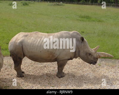 Rhinocéros blanc ou square-lipped rhinoceros (Ceratotherium simum) est la plus grande des espèces existantes de rhinocéros. Banque D'Images