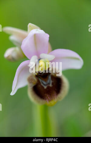 Wild Orchid Ophrys tenthredinifera, Orchideaceae, Matera, Basilicate, Italie Banque D'Images