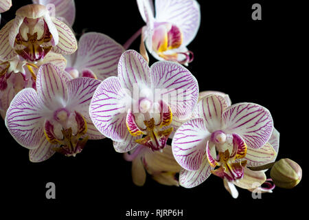 Les orchidées blanches devant un fond noir Banque D'Images