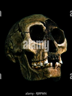 L'Homo floresiensis (Flores ; homme surnommé hobbit) est une espèce du genre Homo. Banque D'Images