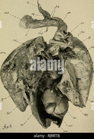 . Le Pingouin. Les oiseaux. Le Pingouin, Vol. XXXII. C. plaque tiia.. Anatomie de la tourte.. Veuillez noter que ces images sont extraites de la page numérisée des images qui peuvent avoir été retouchées numériquement pour plus de lisibilité - coloration et l'aspect de ces illustrations ne peut pas parfaitement ressembler à l'œuvre originale.. L'American Ornithologists' Union. Washington, D. C. : l'American Ornithologists' Union, etc. Banque D'Images