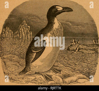 . Le Pingouin. Les oiseaux. CONTINUATION DE LA NOUVELLE Ancienne VoKXXXVI^ BULLETIN 0F Le Nuttall Ornithological Club / VoLXXVII Le Pingouin H 3scep de ©rnitboloo&gt ; Tome XXVIII -octobre 1911 n° 4. Publié par l'American Ornithologists' Union CAMBRIDGE, MASS. Entré comme de deuxième classe dans le bureau de poste à Boston (Massachusetts). Veuillez noter que ces images sont extraites de la page numérisée des images qui peuvent avoir été retouchées numériquement pour plus de lisibilité - coloration et l'aspect de ces illustrations ne peut pas parfaitement ressembler à l'œuvre originale.. L'American Ornithologists' Union. Washington, D. C. : Nord Banque D'Images