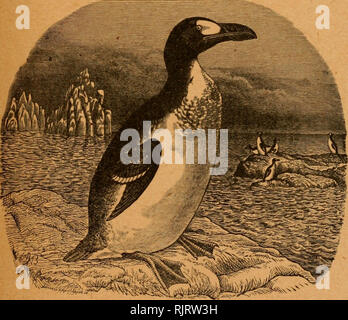 . Le Pingouin. Les oiseaux. Ancienne série. CONTINUATION DE L', BULLETIN DE L'Nuttall Ornithological Club f .Nouvelle série, le Pingouin B Journal of ©rnttholOG^ Tome XXVIII -avril 1911, n° 2. Publié par l'American Ornithologists' Union CAMBRIDGE, MASS. Entré comme de deuxième classe dans le bureau de poste à Boston (Massachusetts). Veuillez noter que ces images sont extraites de la page numérisée des images qui peuvent avoir été retouchées numériquement pour plus de lisibilité - coloration et l'aspect de ces illustrations ne peut pas parfaitement ressembler à l'œuvre originale.. L'American Ornithologists' Union. Washington, D. C. : American Orni Banque D'Images