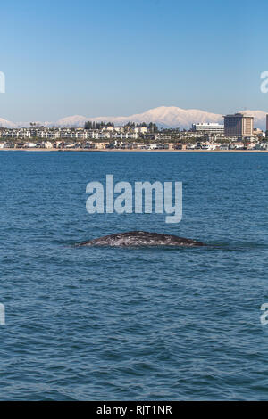 Les surfaces d'une jeune baleine au large de la côte de Newport Beach en Californie lors d'une croisière d'observation des baleines pendant l'hiver de 2019 avec les sommets enneigés, montagnes San Gabriel dans l'arrière-plan Banque D'Images