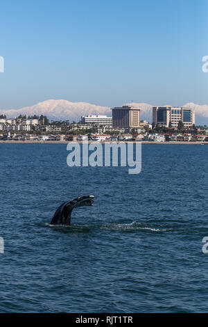 Les surfaces d'une jeune baleine au large de la côte de Newport Beach en Californie lors d'une croisière d'observation des baleines pendant l'hiver de 2019 avec les sommets enneigés, montagnes San Gabriel dans l'arrière-plan Banque D'Images