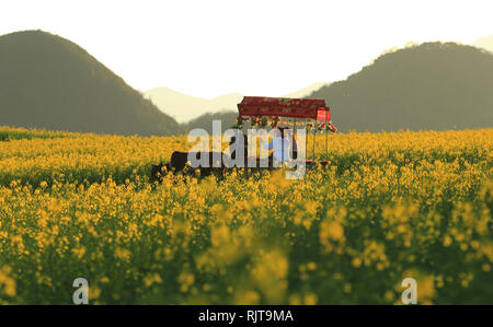 Chengdu, province chinoise du Yunnan. 7 Février, 2019. Les visiteurs voir le paysage au milieu d'un champ de fleurs en fleurs cole à Luoping Comté en Qujing Ville, le sud-ouest de la province chinoise du Yunnan, 7 février 2019. Les gens apprécient le paysage magnifique autour de la Chine pendant la semaine de Festival du printemps. Credit : Cao Zhengping/Xinhua/Alamy Live News Banque D'Images