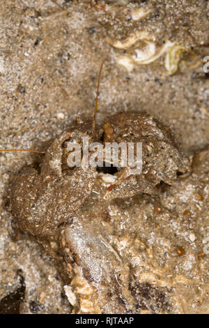 Un crabe porcelaine griffus, Porcellana platycheles, caché sous une pierre de l'eau dans le port de Portland, Dorset, l'ouverture de ses griffes. Les crabes sont Banque D'Images