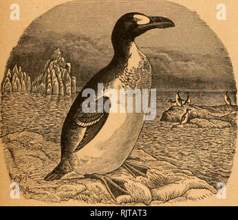 . Le Pingouin. Les oiseaux. Je vieille POURSUITE DU orXXXV ^ { NOUVEAU BULLETIN DE L'Nuttall Ornithological Club fyoL XXVII Le Pingouin H (Suarterli^ rnitboloo 3scep de ©^ vol. XXVII -Avril 1910- N° 2. Publié par l'American Ornithologists' Union CAMBRIDGE, MASS. Entré comme de deuxième classe dans le bureau de poste à Boston (Massachusetts). Veuillez noter que ces images sont extraites de la page numérisée des images qui peuvent avoir été retouchées numériquement pour plus de lisibilité - coloration et l'aspect de ces illustrations ne peut pas parfaitement ressembler à l'œuvre originale.. L'American Ornithologists' Union. Washington, D. C. Banque D'Images