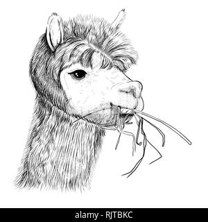 Portrait d'alpagas, lamas. Lama chews grass-sketch Illustration de Vecteur