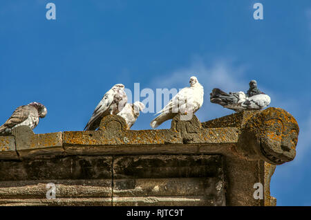 Groupe de pigeons sauvages se chauffer dans l'automne journée ensoleillée sur un rebord en pierre du toit d'un bâtiment médiéval Banque D'Images