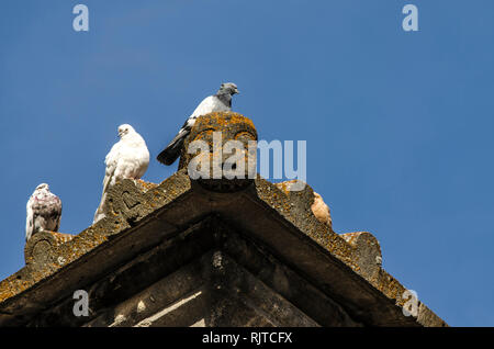 Journée ensoleillée d'automne, un groupe de pigeons sauvages se réchauffer sur un rebord en pierre du toit d'un bâtiment médiéval Banque D'Images