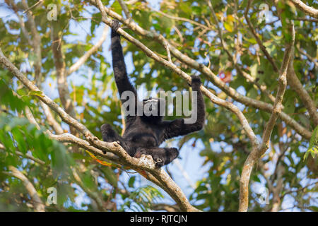 Western Hoolock gibbon hoolock hoolock ou menacées à Assam en Inde Banque D'Images