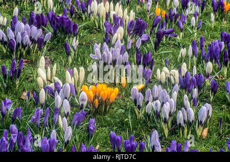 Beaucoup de jaune violet et blanc fleurs Crocus à planter les bulbes de printemps de masse et entièrement hardy Banque D'Images