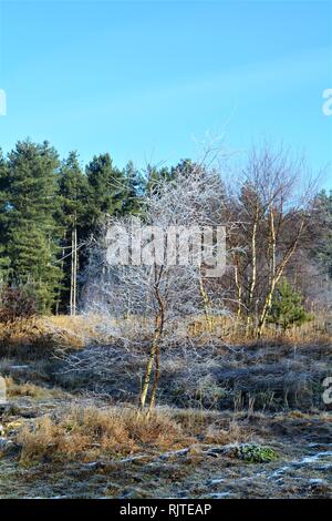 Les jeunes arbres frostywhite seul se tenant sur l'herbe ouvert en face de la forêt de pins. Banque D'Images