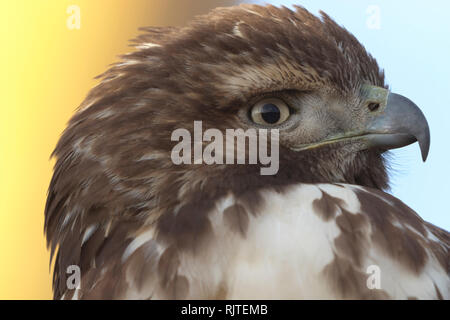 Fond bleu et jaune coloré accents close up portrait of a wild hawk. L'emplacement est Bosque del Apache National Wildlife Refuge au Nouveau Mexique. Banque D'Images