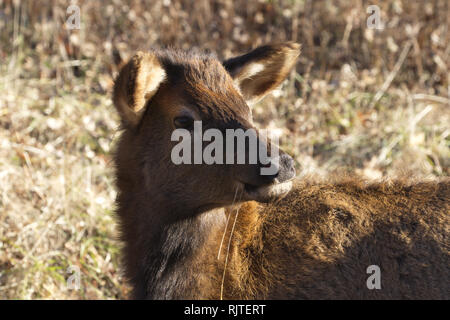 Bébé wapiti tourne la tête alors que de manger de l'herbe sèche dans la région de Lone Elk Park à Fenton à St Louis County, Missouri Banque D'Images