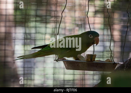 Blue-Thectocercus acuticaudatus (couronné), aka conure à queue, l'alimentation à l'intérieur de son enclos au Zoo d'Asuncion, Paraguay Banque D'Images