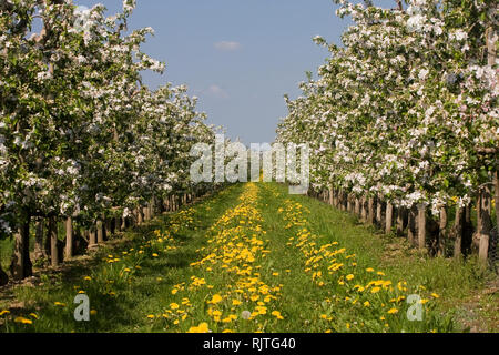 Apple Blossom, nouvelle plantation de fruits, les jeunes arbres, zone d'Altes Land, région productrice de fruits, Jork, Basse-Saxe, Allemagne, Europe Banque D'Images