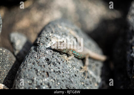 Secteur de lizard baigne dans le soleil. Gallotia galloti. Banque D'Images