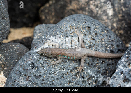 Secteur de lizard baigne dans le soleil. Gallotia galloti. Banque D'Images