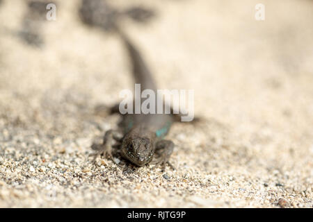 Secteur de lizard baigne dans le soleil. Gallotia galloti. Banque D'Images