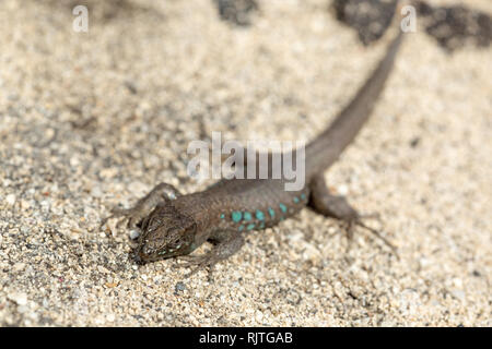 Secteur de lizard baigne dans le soleil. Gallotia galloti. Banque D'Images