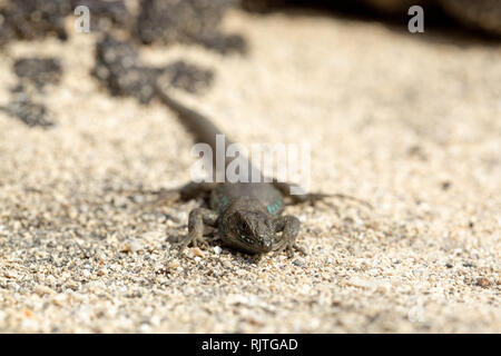 Secteur de lizard baigne dans le soleil. Gallotia galloti. Banque D'Images