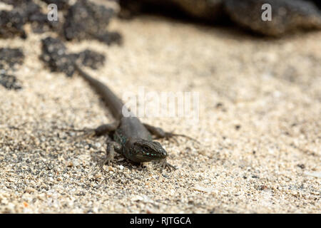 Secteur de lizard baigne dans le soleil. Gallotia galloti. Banque D'Images