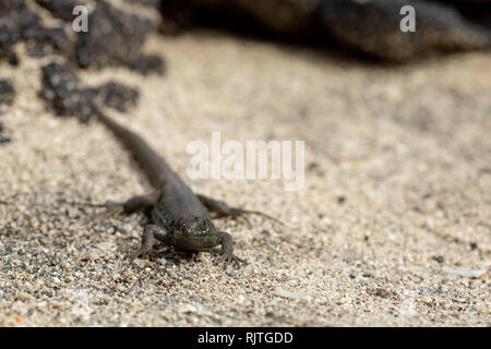 Secteur de lizard baigne dans le soleil. Gallotia galloti. Banque D'Images