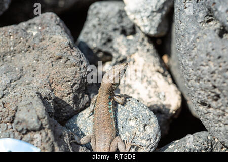 Secteur de lizard baigne dans le soleil. Gallotia galloti. Banque D'Images