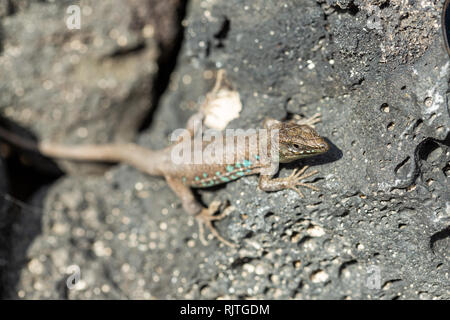 Secteur de lizard baigne dans le soleil. Gallotia galloti. Banque D'Images