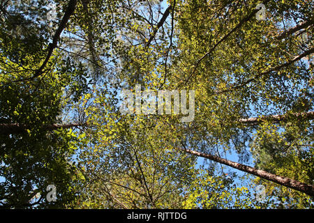 Jusqu'à la canopée d'un arbre en peuplier, Evergreen et divers arbres contre un ciel bleu dans Umstead State Park, North Carolina, USA Banque D'Images