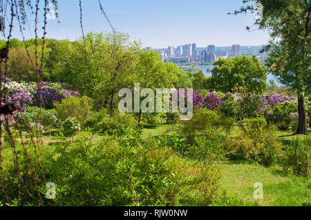 Jardin avec beaucoup de fleurs et arbustes lilas feuillage vert frais sur l'arrière-plan de Dniepr et les maisons d'habitation. Journée de printemps ensoleillée. Kiev, Ukraine Banque D'Images