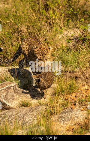 Léopard femelle mère portant son petit à la sécurité dans le Masai Mara au Kenya Banque D'Images