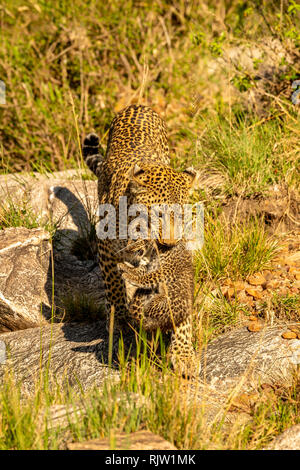 Léopard femelle mère portant son petit à la sécurité dans le Masai Mara au Kenya Banque D'Images