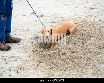 Un Teckel s'arrête pour regarder l'appareil de creuser un trou dans le sable sur la plage à Port Aransas, Texas USA. Banque D'Images