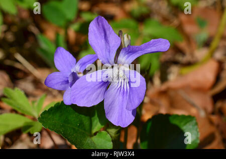 Gros plan de fleurs violettes qui fleurit au printemps meadow Banque D'Images