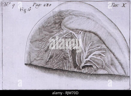 . Atti dell'Accademia delle Scienze di Siena, detta dei Fisiocritici. . Veuillez noter que ces images sont extraites de la page numérisée des images qui peuvent avoir été retouchées numériquement pour plus de lisibilité - coloration et l'aspect de ces illustrations ne peut pas parfaitement ressembler à l'œuvre originale.. Accademia delle Scienze di Siena. Banque D'Images