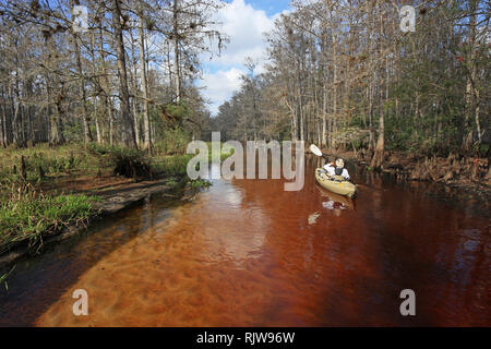 Ruisseau piscivore, Floride 01-13-2013 senior kayaks sur l'eau tachée de tanin de ruisseau piscivore sur un hiver paisible après-midi. Banque D'Images