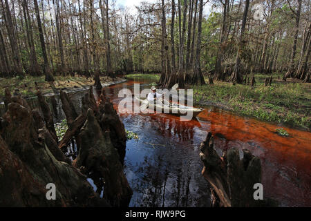 Ruisseau piscivore, Floride 01-13-2013 senior kayaks sur l'eau tachée de tanin de ruisseau piscivore sur un hiver paisible après-midi. Banque D'Images