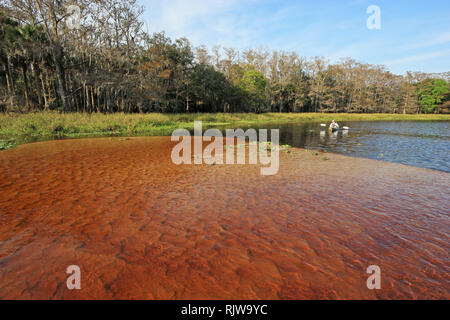 Ruisseau piscivore, Floride 01-13-2013 senior kayaks sur l'eau tachée de tanin de ruisseau piscivore sur un hiver paisible après-midi. Banque D'Images