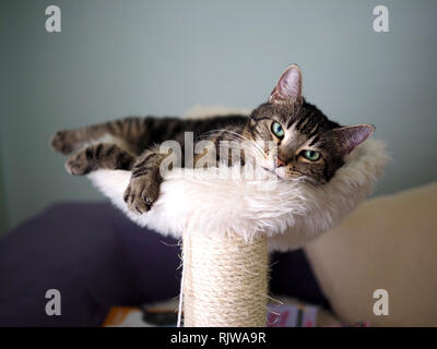 Le Mintie tabby sur son lit Banque D'Images