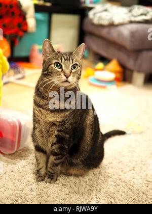 Le Mintie tabby sur son lit Banque D'Images