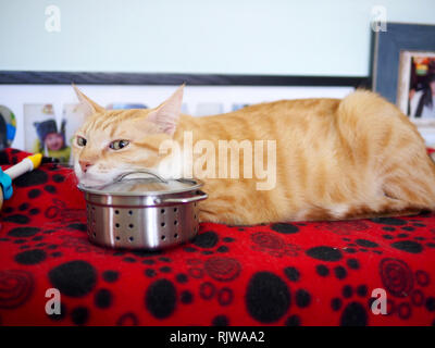 Mika le tabby orange met son menton sur un jouet pot Banque D'Images