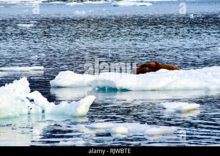 Le morse est dans l'Arctique, le morse est un pinnipedous mammifères de la nature. Banque D'Images