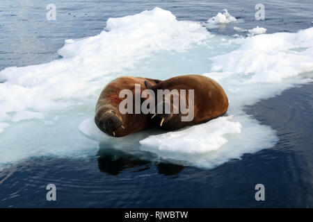 Le morse est dans l'Arctique, le morse est un pinnipedous mammifères de la nature. Banque D'Images