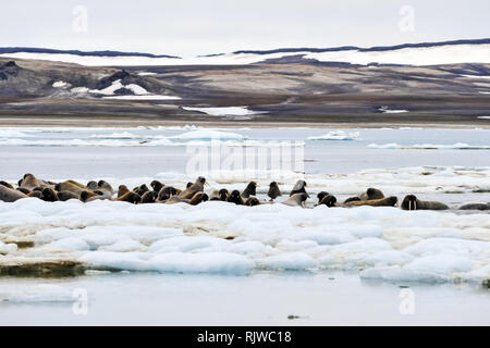 Le morse est dans l'Arctique, le morse est un pinnipedous mammifères de la nature. Banque D'Images